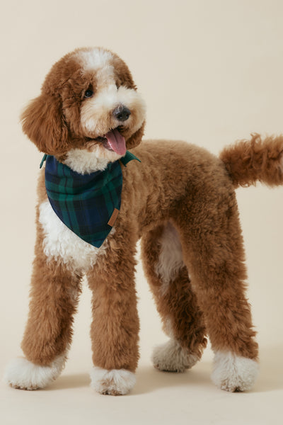 [COSONNE] Green Tartan Pet Bandanas