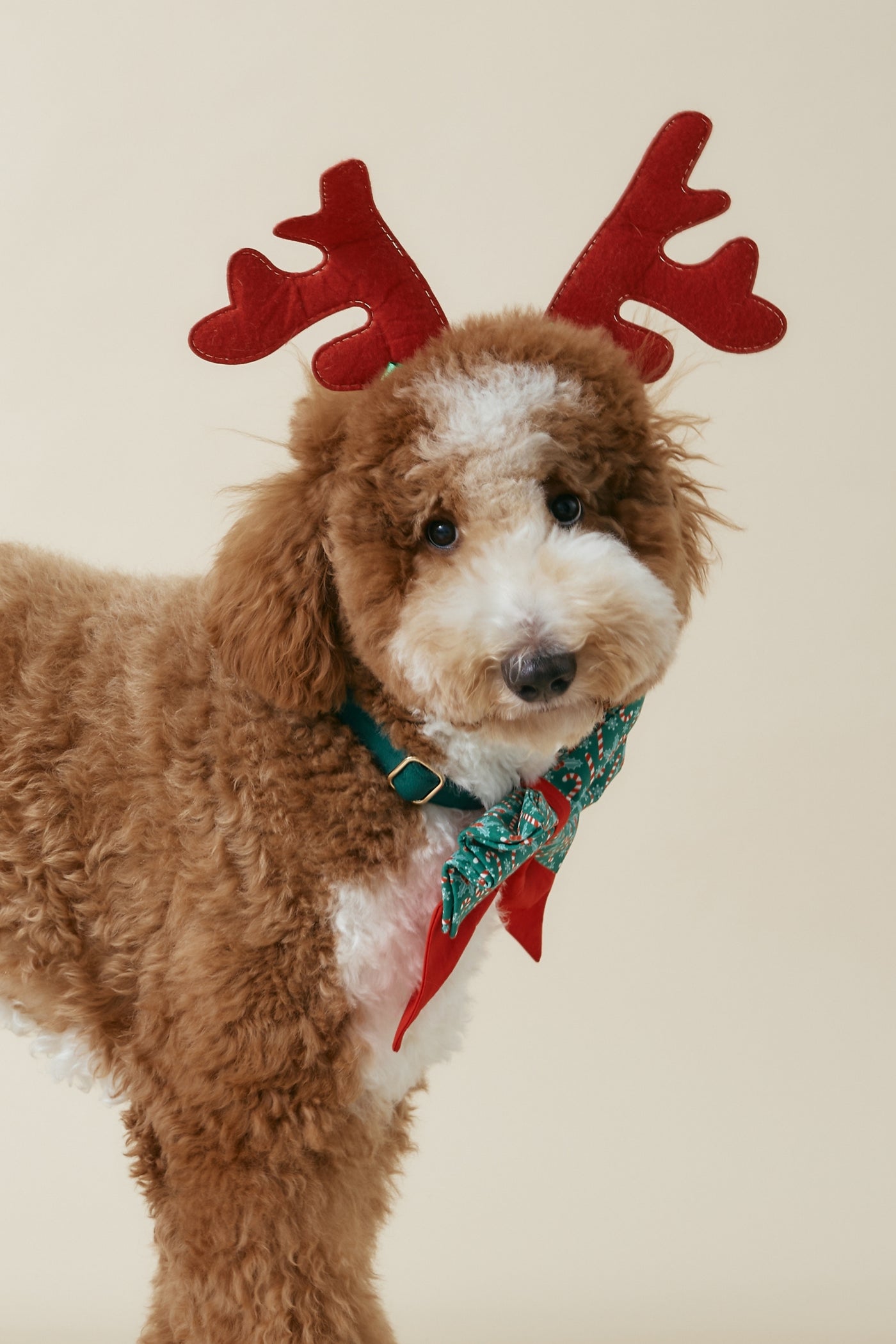 [COSONNE] Candycane Pet Sailorbows