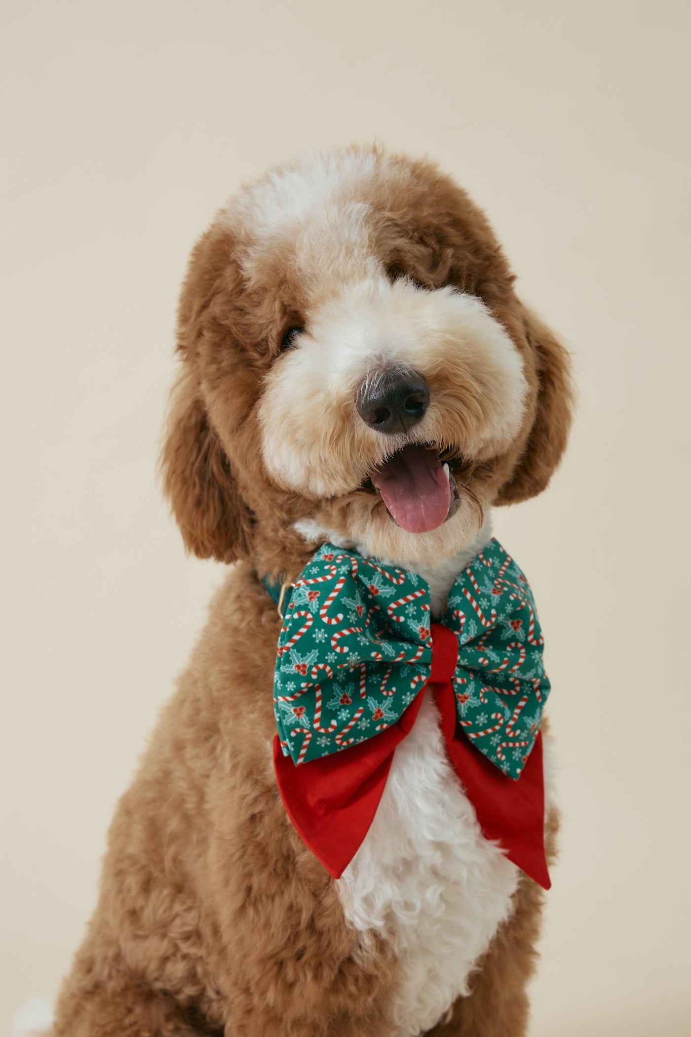 [COSONNE] Candycane Pet Sailorbows