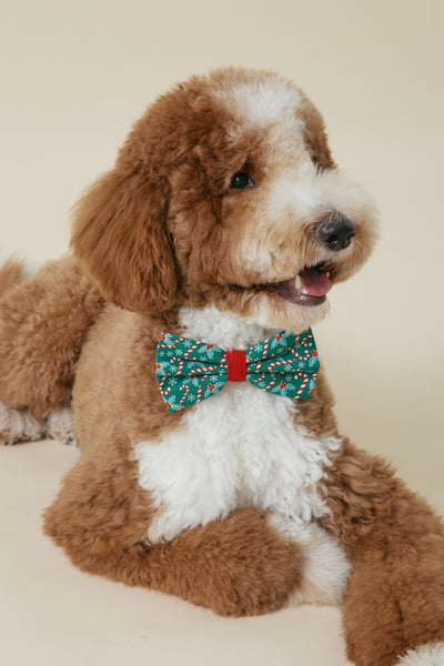 [COSONNE] Candycane Pet Bowties