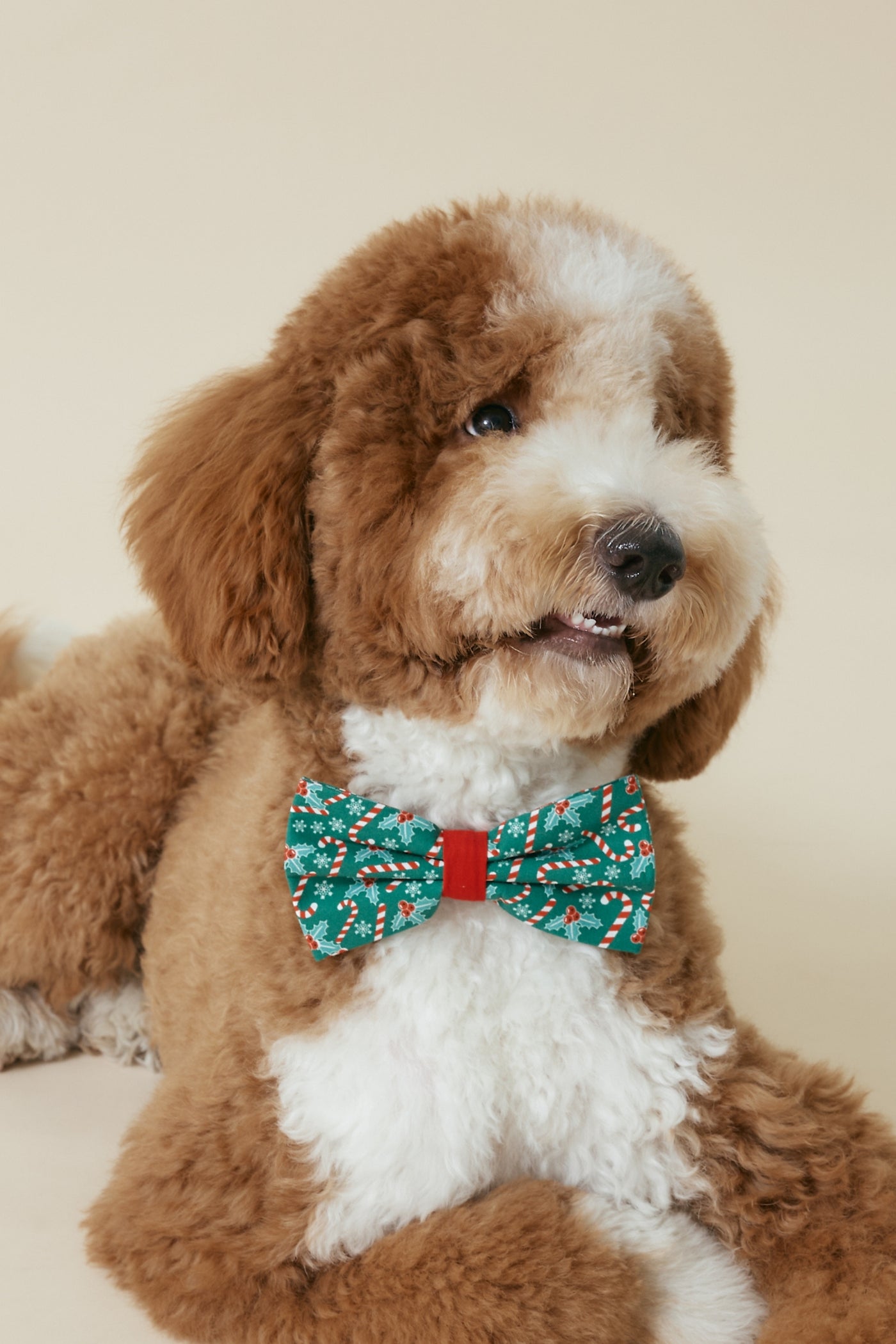 [COSONNE] Candycane Pet Bowties