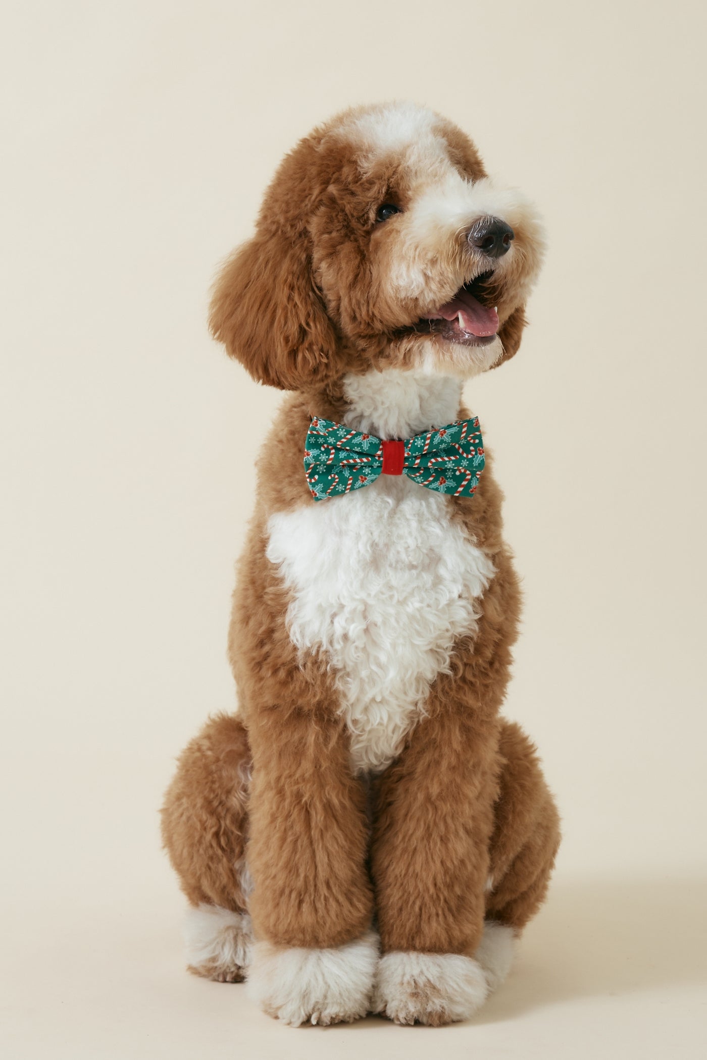 [COSONNE] Candycane Pet Bowties