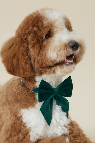 [COSONNE] Velvet Pet Neck Collar