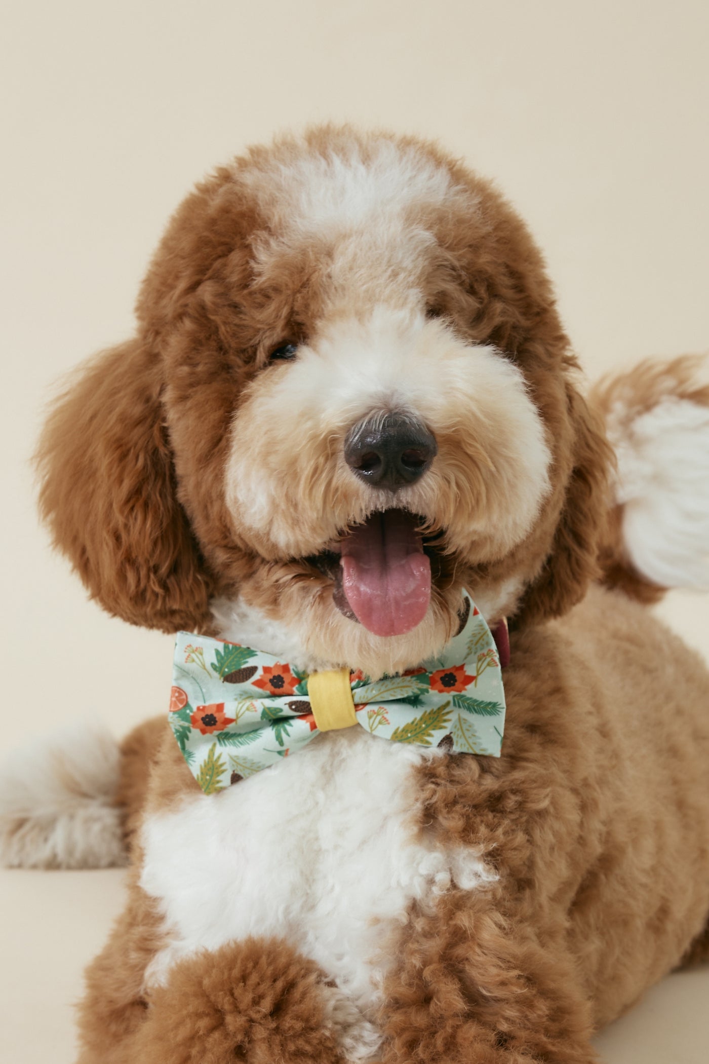 [COSONNE] Poinsettia Pet Bowties