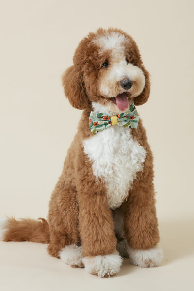 [COSONNE] Poinsettia Pet Bowties
