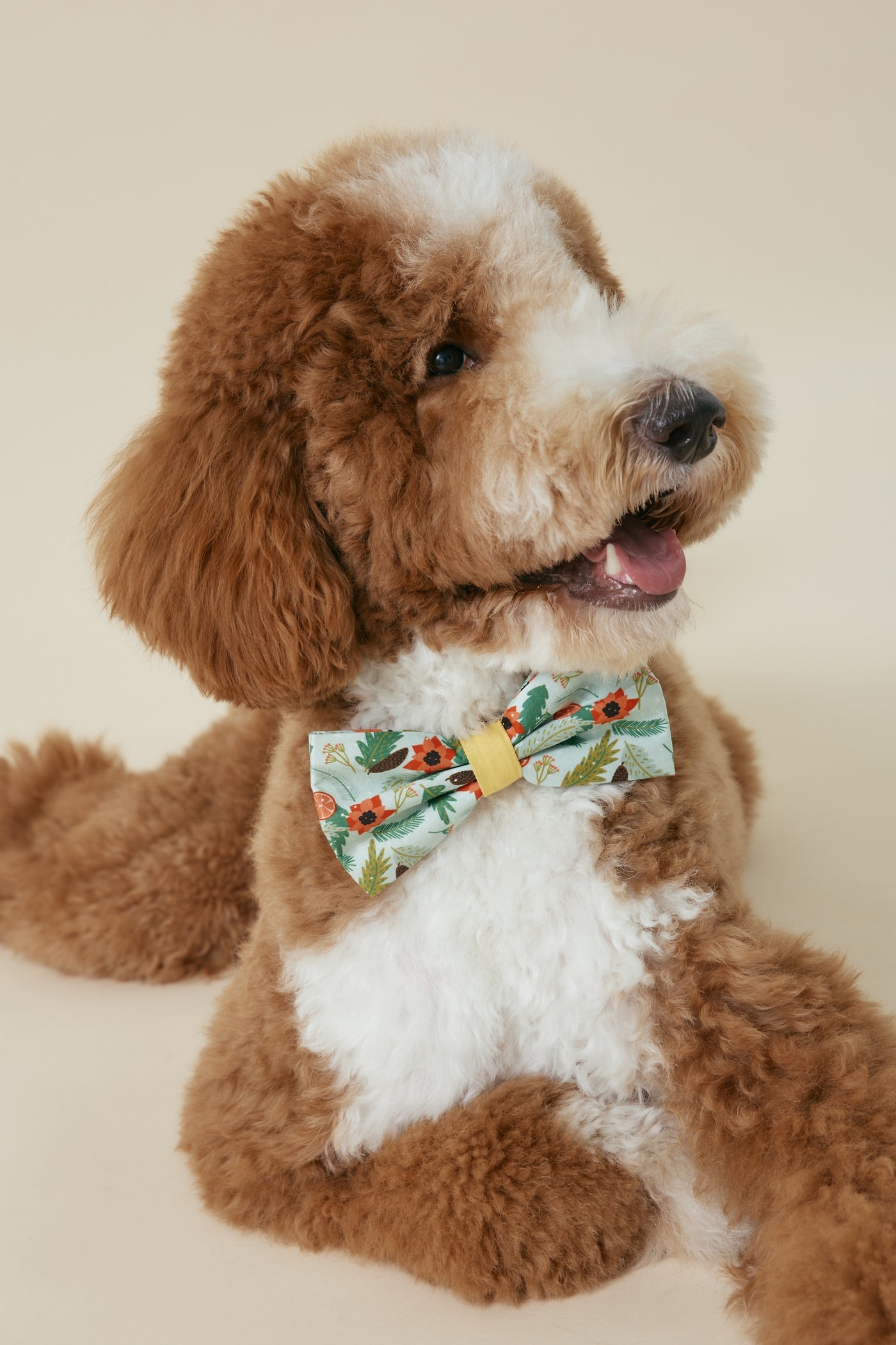 [COSONNE] Poinsettia Pet Bowties