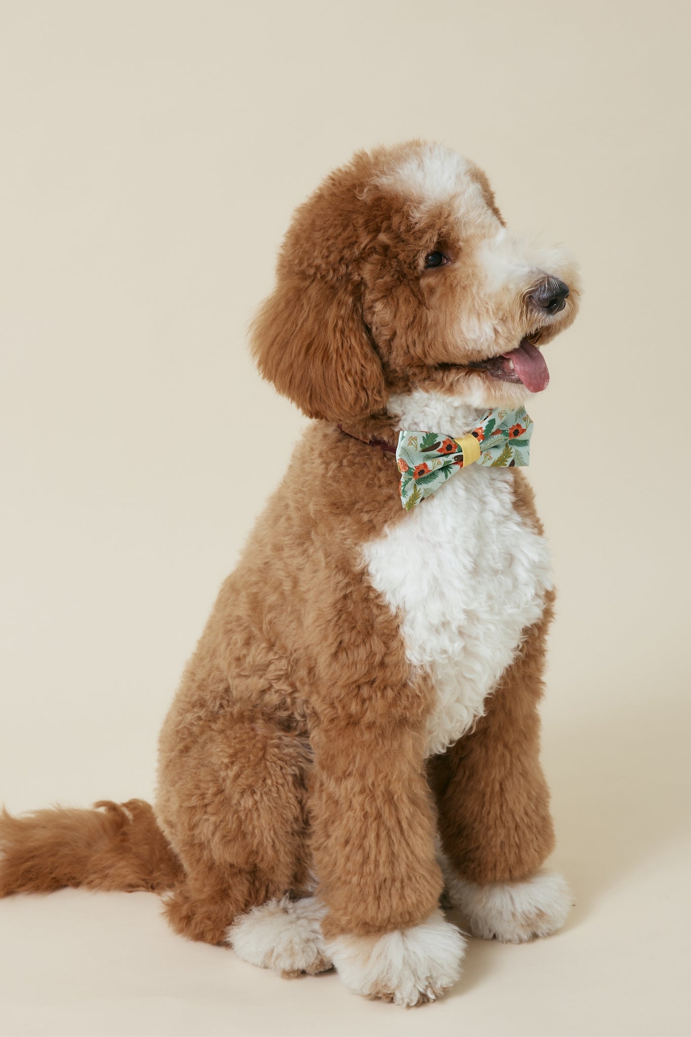 [COSONNE] Poinsettia Pet Bowties