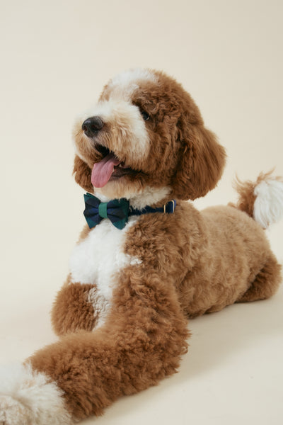[COSONNE] Green Tartan Pet Bowties