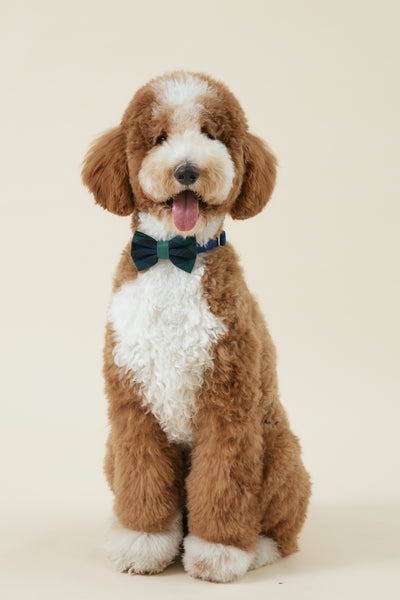[COSONNE] Green Tartan Pet Bowties