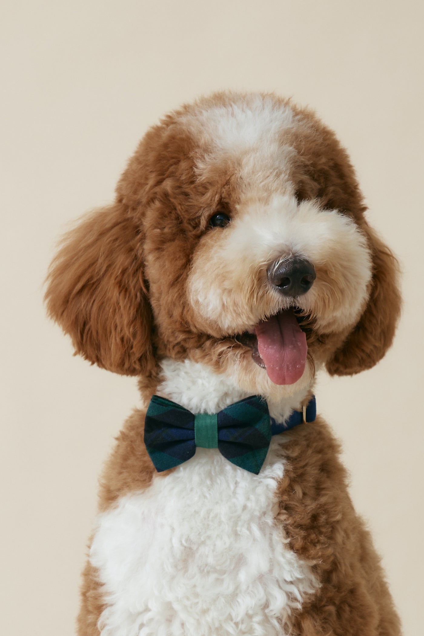 [COSONNE] Green Tartan Pet Bowties