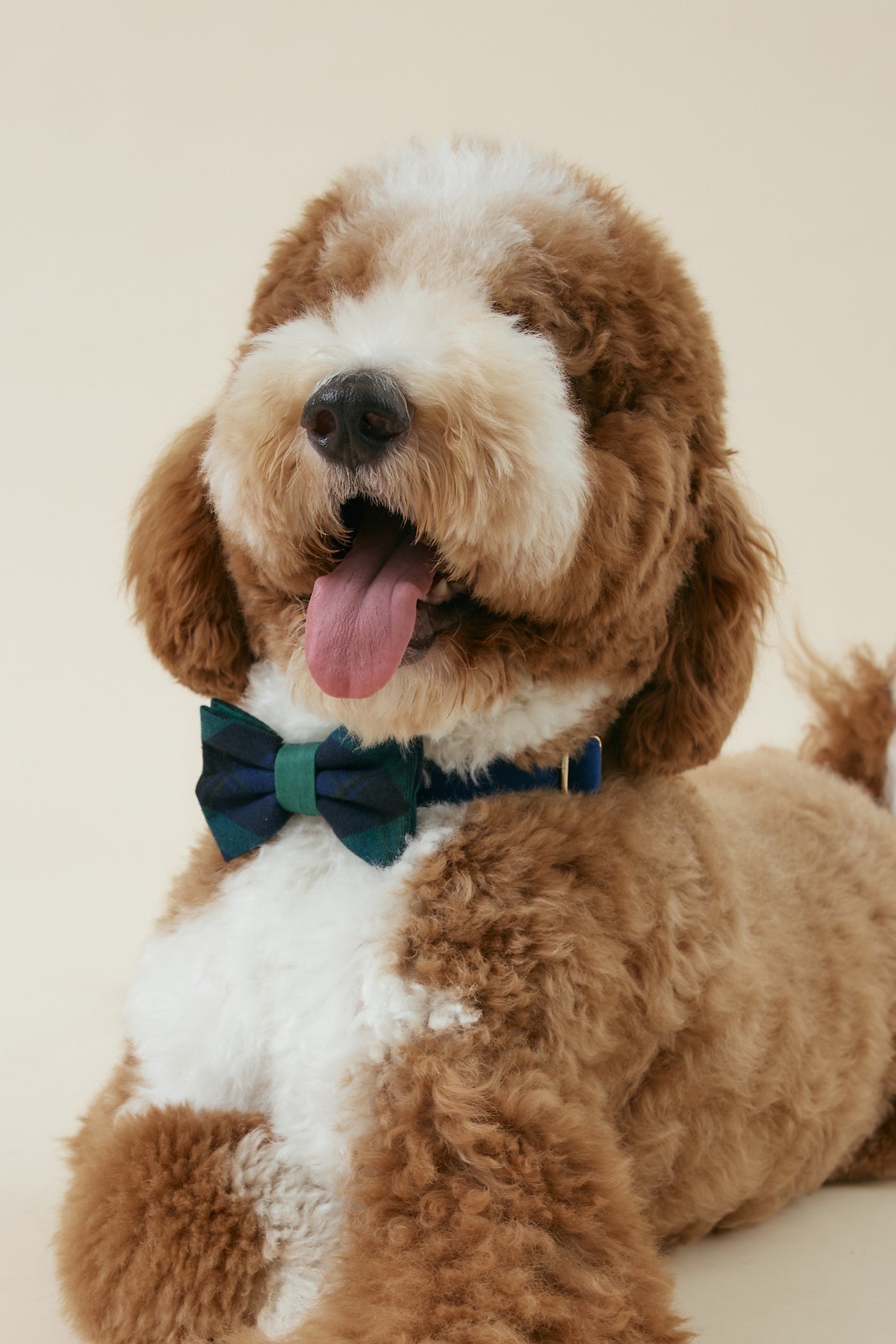 [COSONNE] Velvet Pet Neck Collar