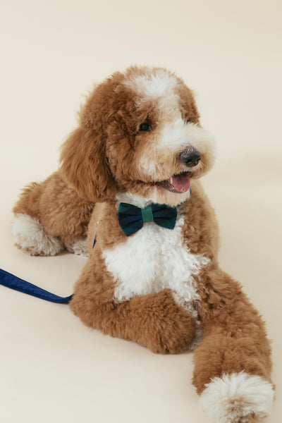 [COSONNE] Green Tartan Pet Bowties