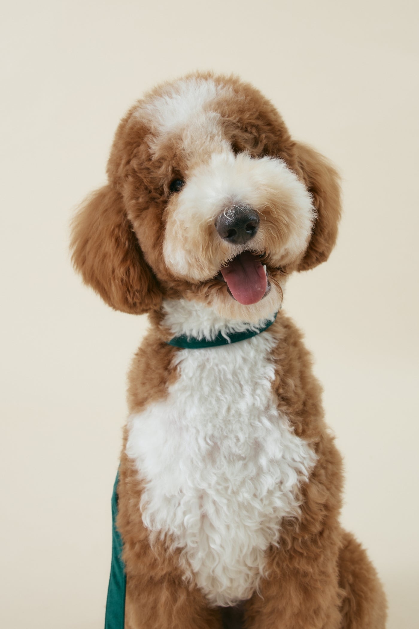 [COSONNE] Velvet Pet Neck Collar