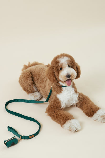 [COSONNE] Velvet Pet Neck Collar