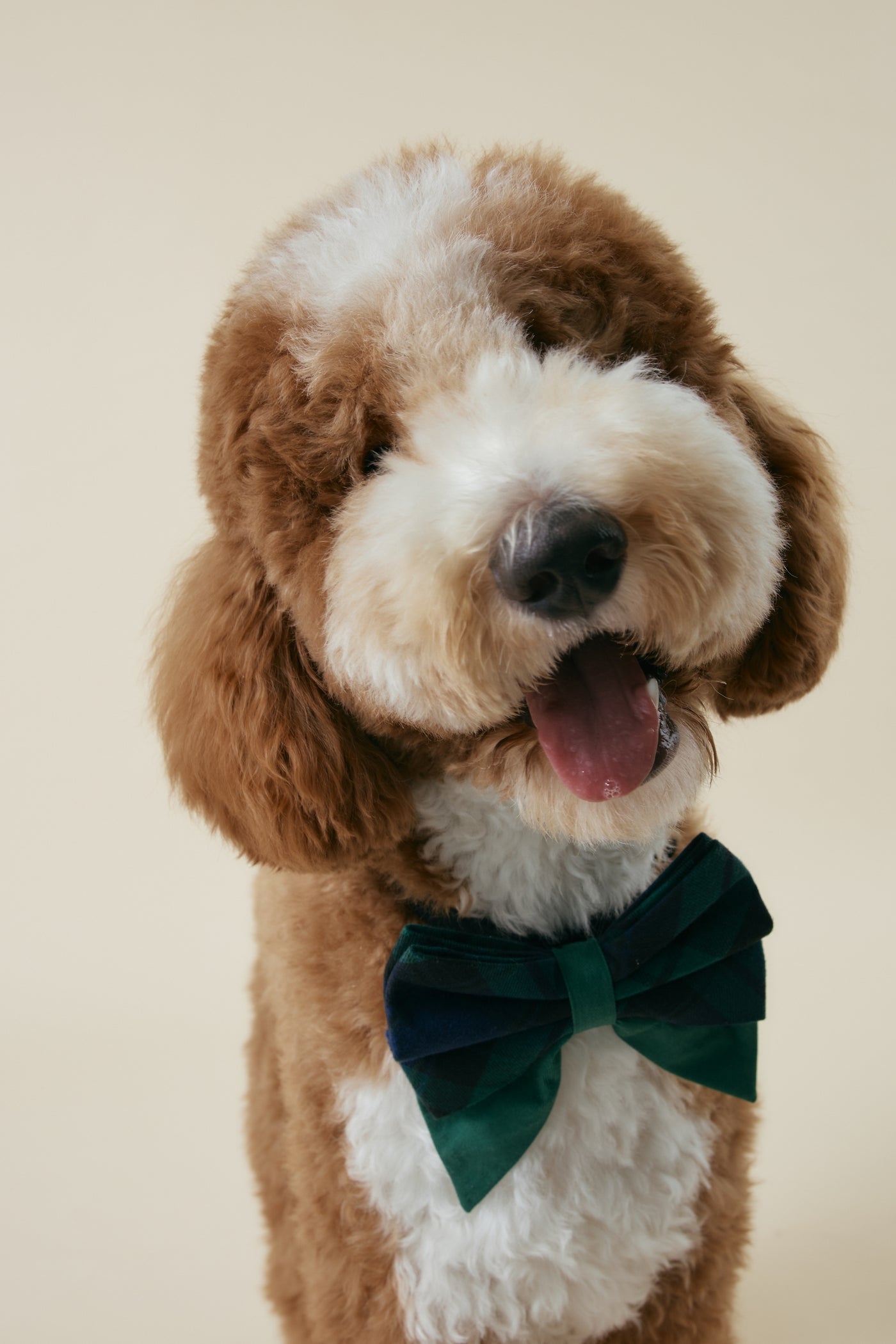 [COSONNE] Green Tartan Pet Sailorbows