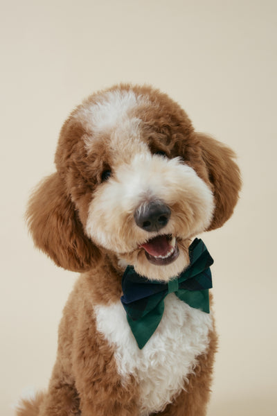 [COSONNE] Green Tartan Pet Sailorbows