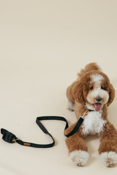 [COSONNE] Velvet Pet Leash