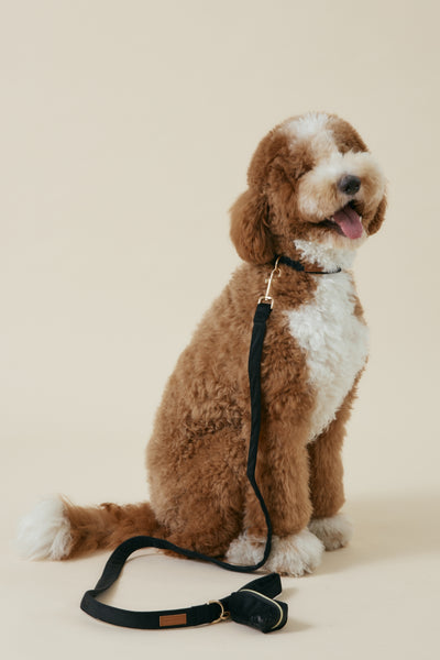 [COSONNE] Velvet Pet Neck Collar