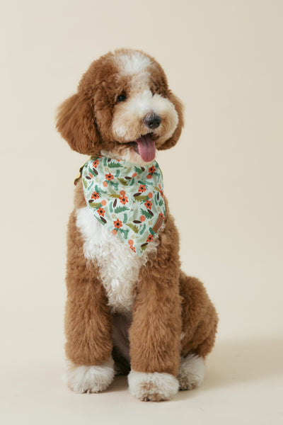 [COSONNE] Poinsettia Pet Bandanas