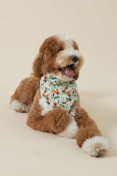 [COSONNE] Poinsettia Pet Bandanas