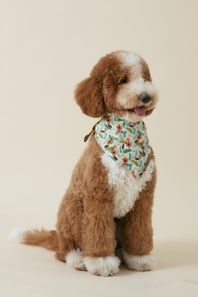 [COSONNE] Poinsettia Pet Bandanas