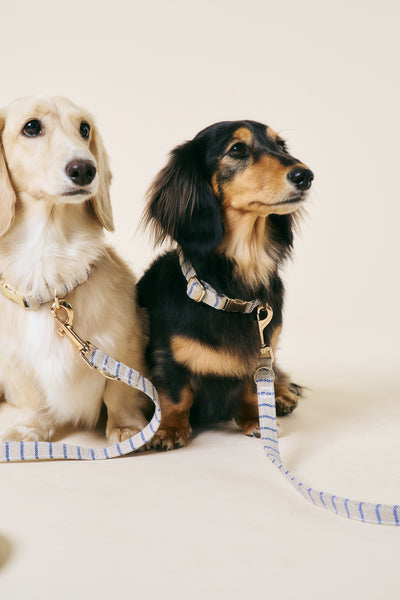 storets.com [COSONNE] Herringbone Pet Neck Collar