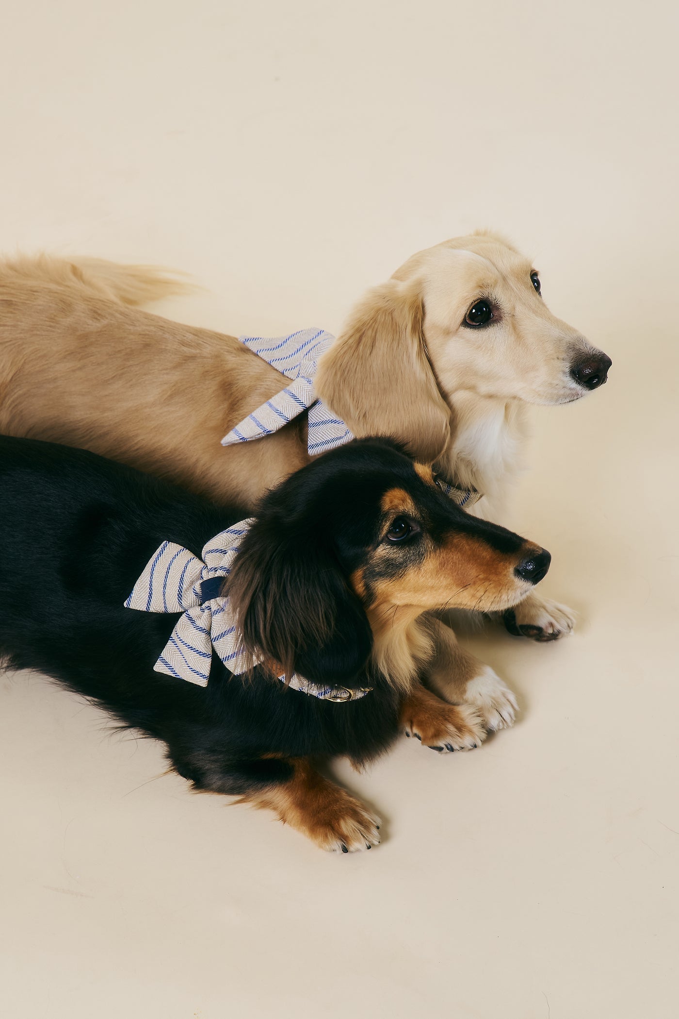 storets.com [COSONNE] Herringbone Pet Sailor Bow