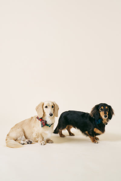storets.com [COSONNE] Tartan Pet Bowtie