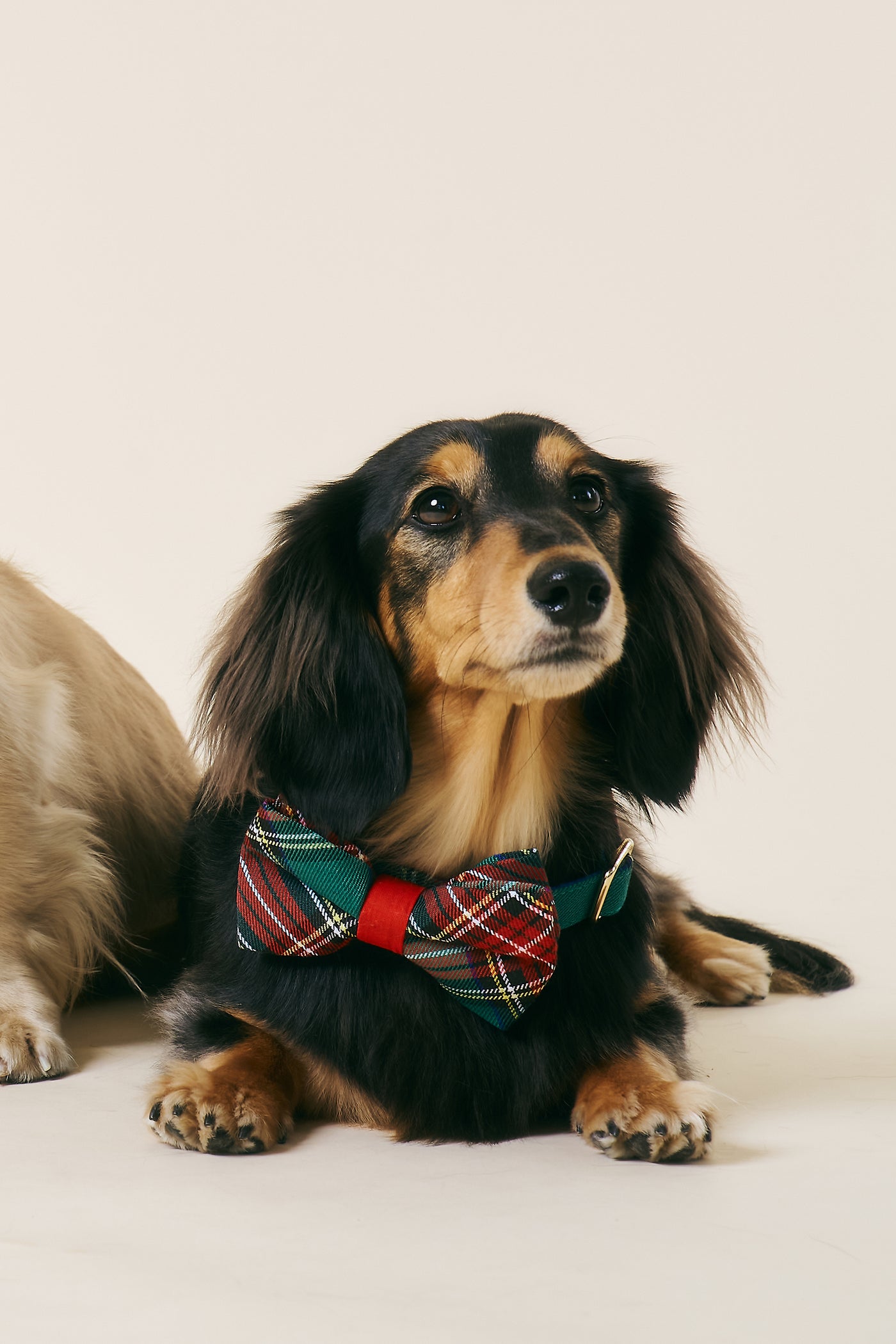 storets.com [COSONNE] Tartan Pet Bowtie